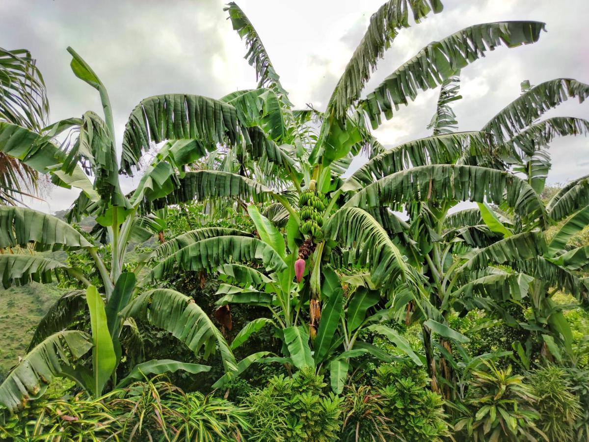 Finca Cuipo Buritaca Eksteriør billede